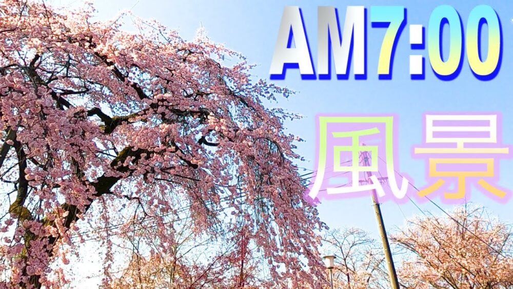 京都桜の名所を満喫しよう 早朝の平野神社 桜の見頃を紹介 動画あり 年収別生活life